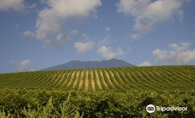 Cantina Di Venosa
