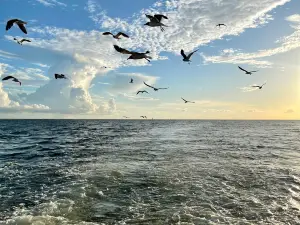 Dauphin Island Marina