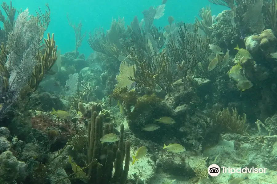 Zona de Snorkel Mahahual