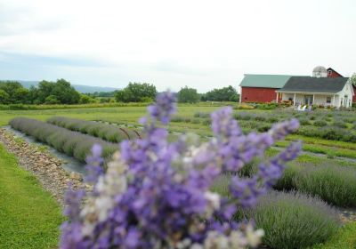 Lockwood Lavender Farm