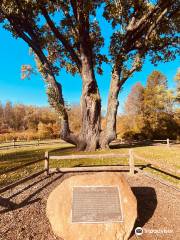 Indian Signal Tree