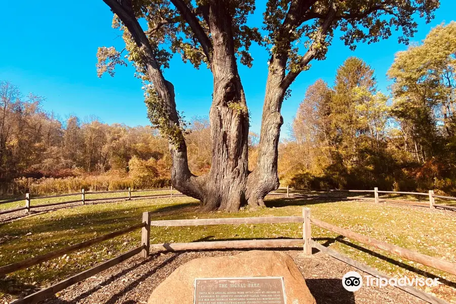 Indian Signal Tree