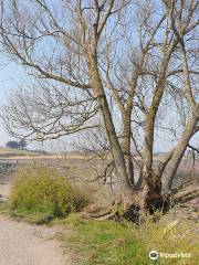 Island Hill & North Strangford Nature Reserve