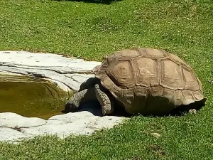 Zoologico Guadalajara