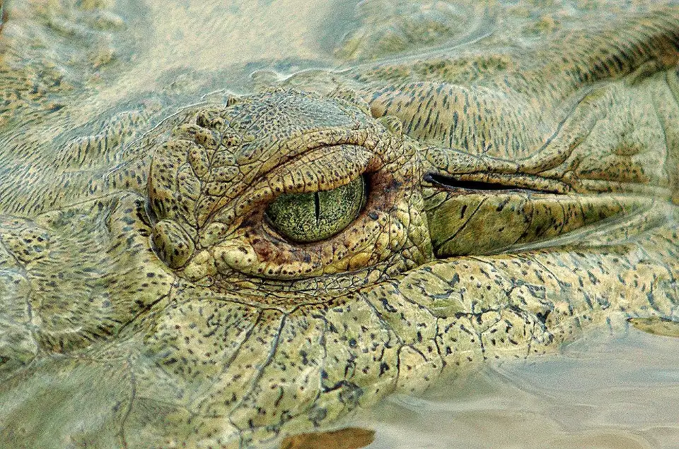 4_Jungle Crocodile Safari & Bird Watching Tour/ Tarcoles River CR