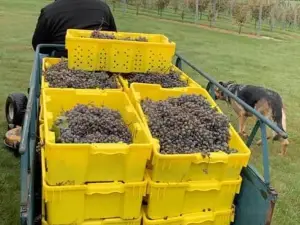 Black Bear Vineyard