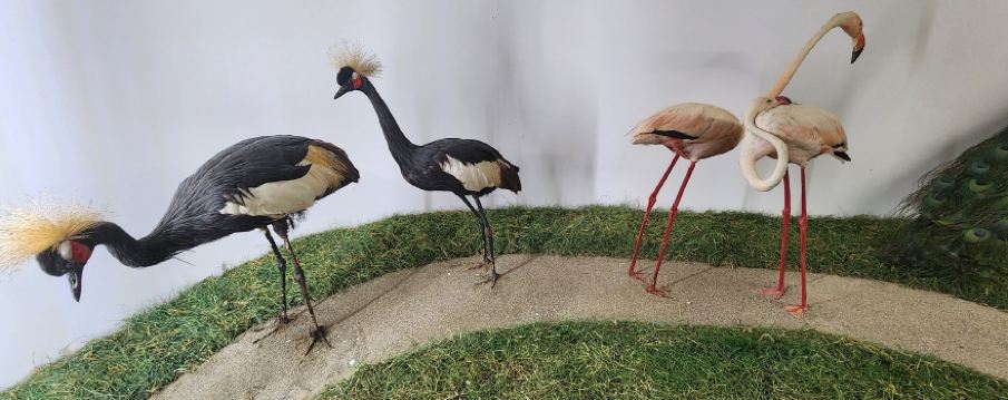 Mammoth Cave Wildlife Museum