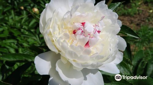 Peony Garden Tokyo in Tsukuba