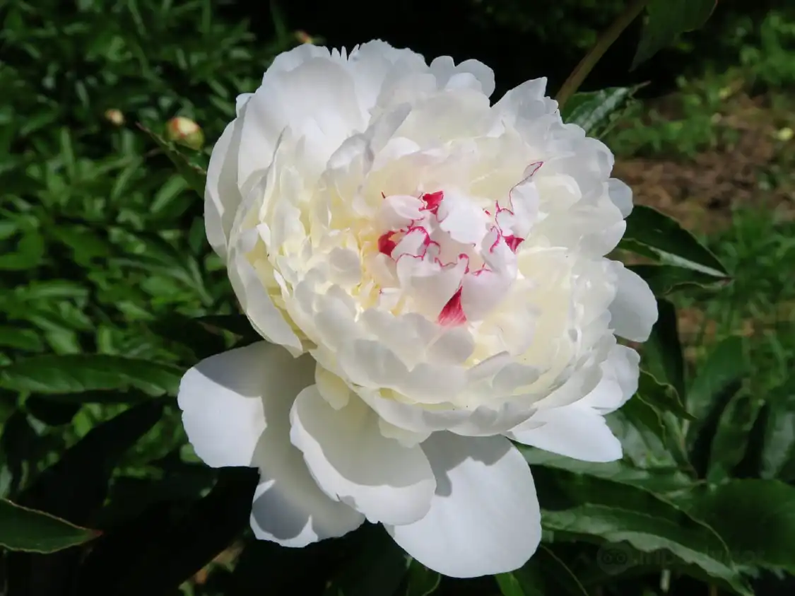 Hotel in zona Tsukuba Peony Garden