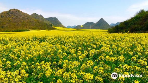 Rapeseed Flower Viewing in Luoping