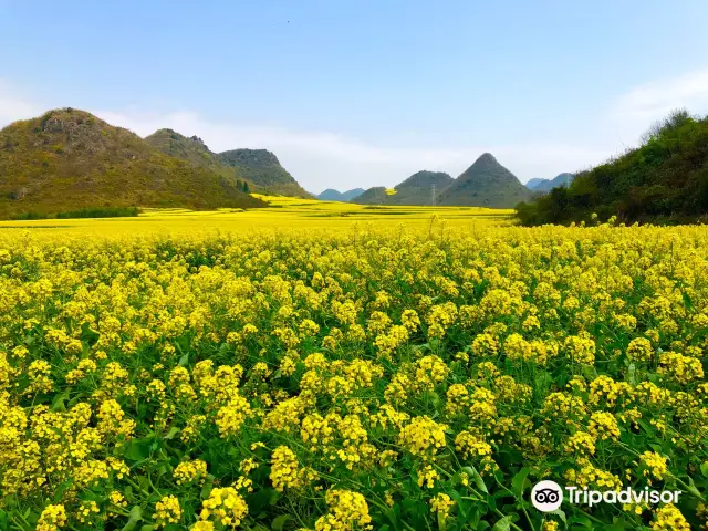 Rapeseed Flowers Viewing in Luoping