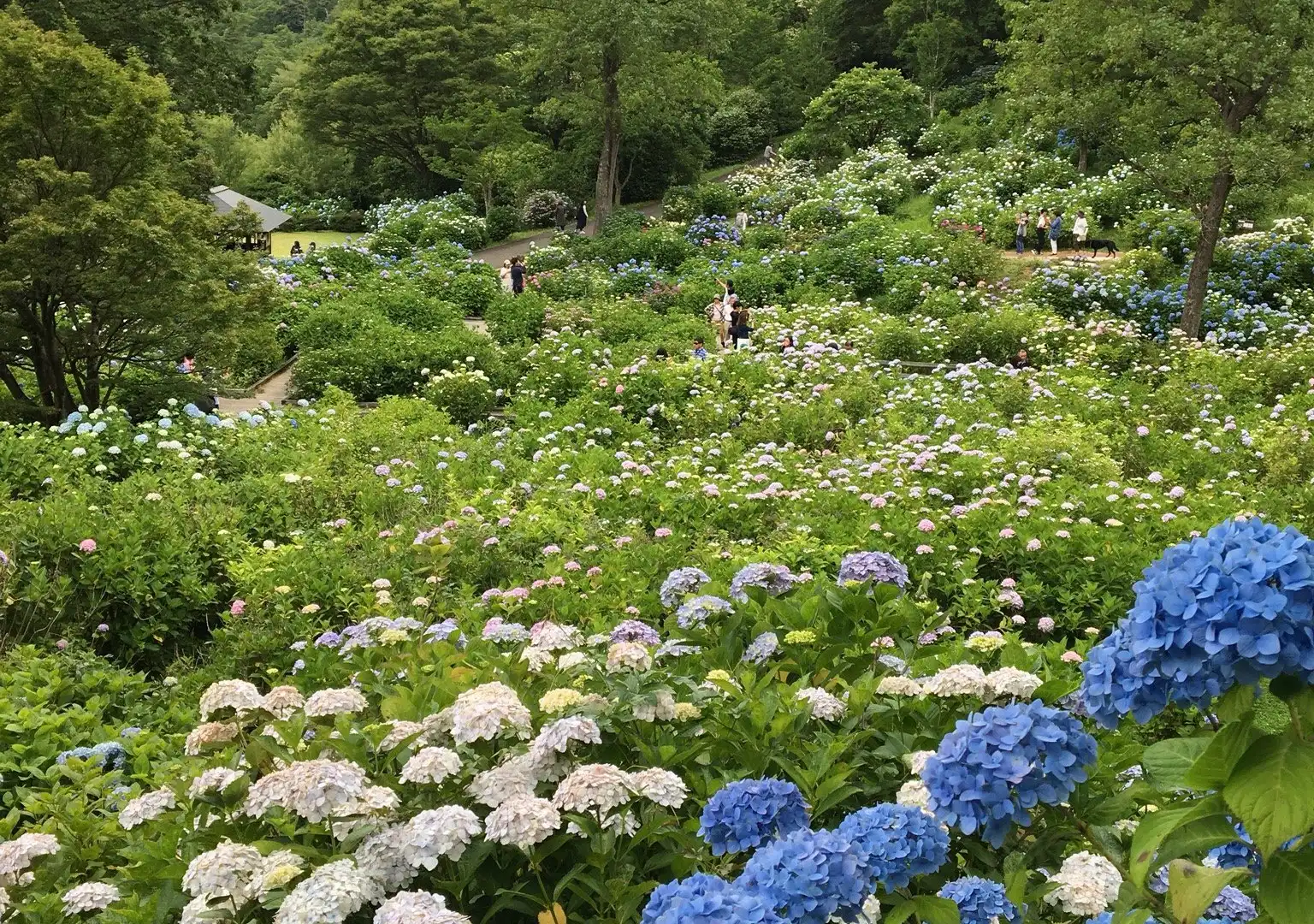 舞鶴自然文化園周辺のホテル