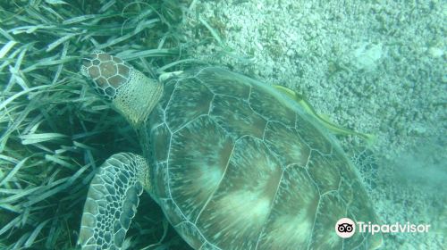 Shark Ray Alley