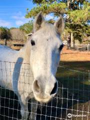 Creekwater Alpaca Farm