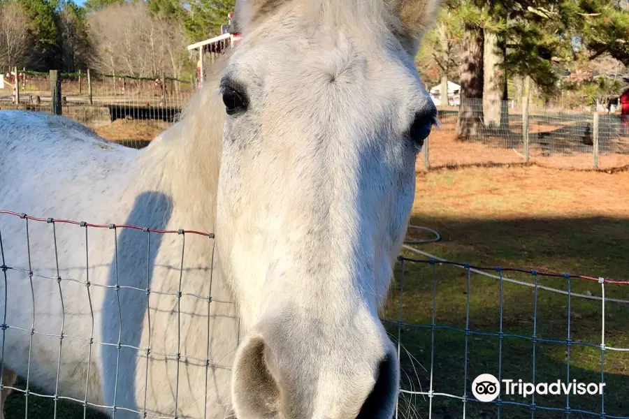 Creekwater Alpaca Farm