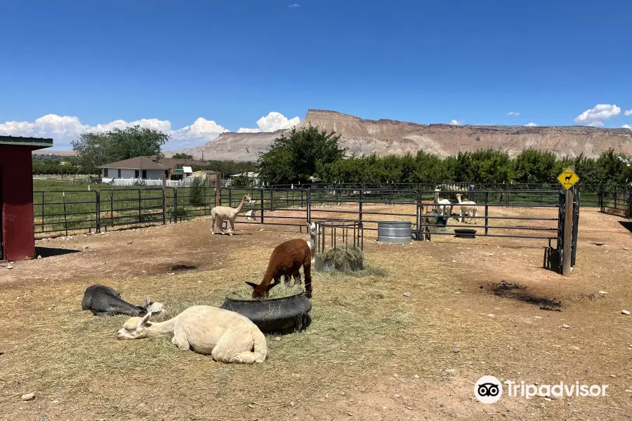 Suncrest Orchard Alpacas and Fiber Works