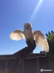 Malta Falconry Centre