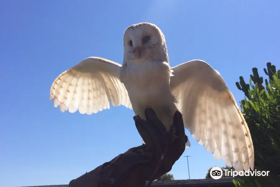 Malta Falconry Centre