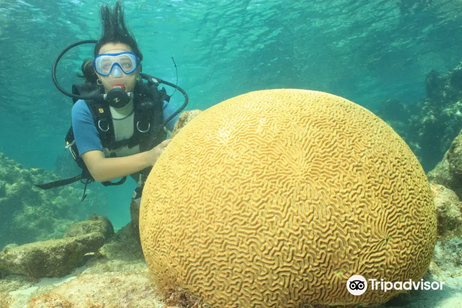 Coral Beach UNDERWATERCUBA