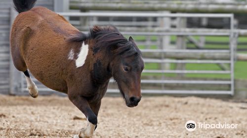 Redwings Horse Sanctuary