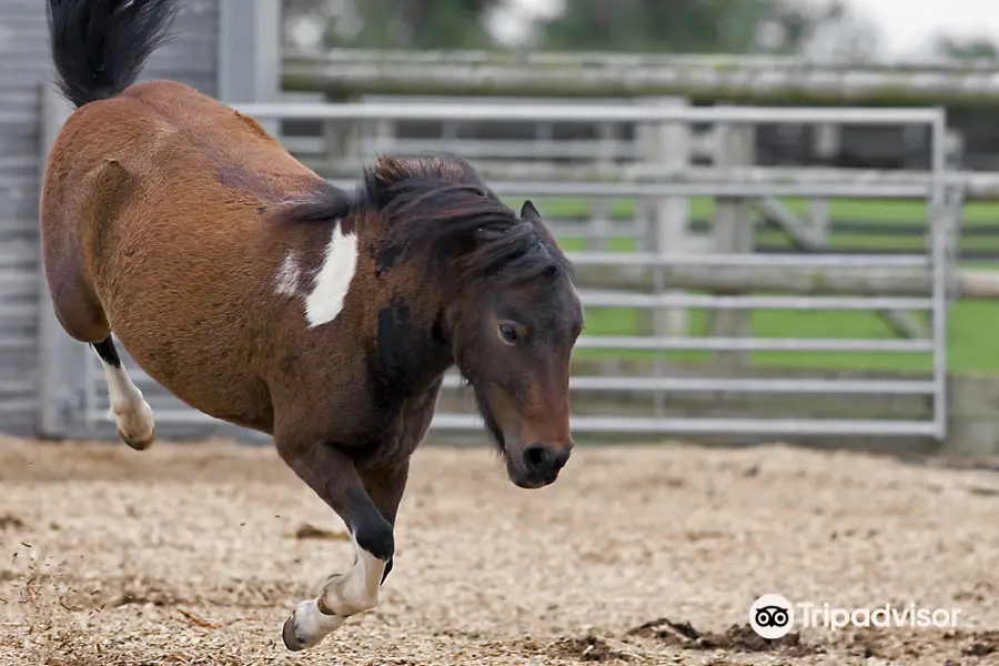 Redwings Horse Sanctuary