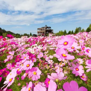 国営 備北丘陵公園