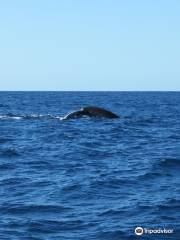 鯨魚一巡航布里斯班