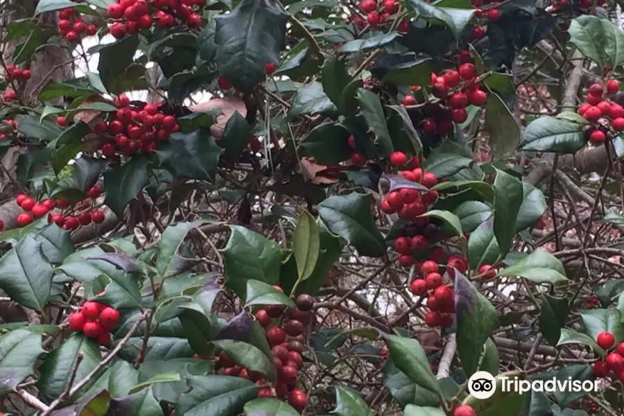 Mass Audubon's Ashumet Holly Wildlife Sanctuary