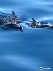 Sea Colors Azores