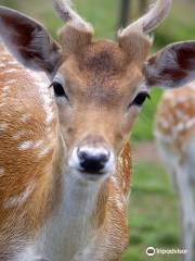 Mansfield Zoo