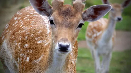 Mansfield Zoo