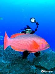 Scorpio Madeira diving center