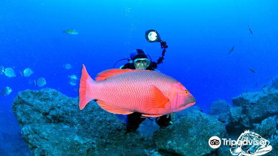 Scorpio Madeira diving center