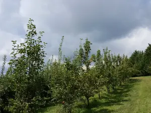 Justus Orchard