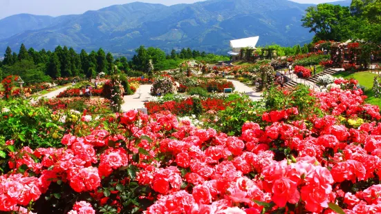 日本最大 鹿屋玫瑰園