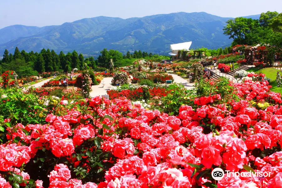 Kanoya Rose Garden