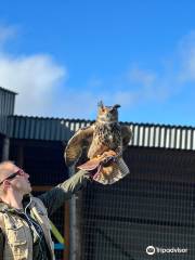 Falconry Ireland