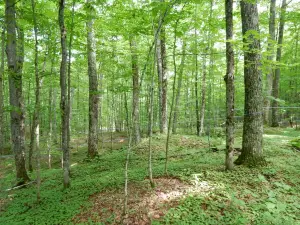 Sugarbush Hill Maple Farm