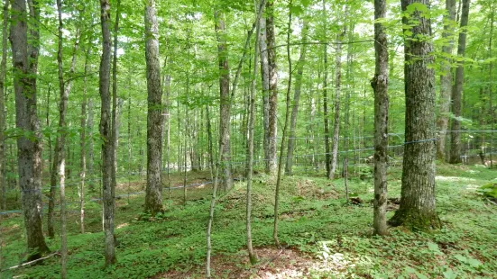 Sugarbush Hill Maple Farm