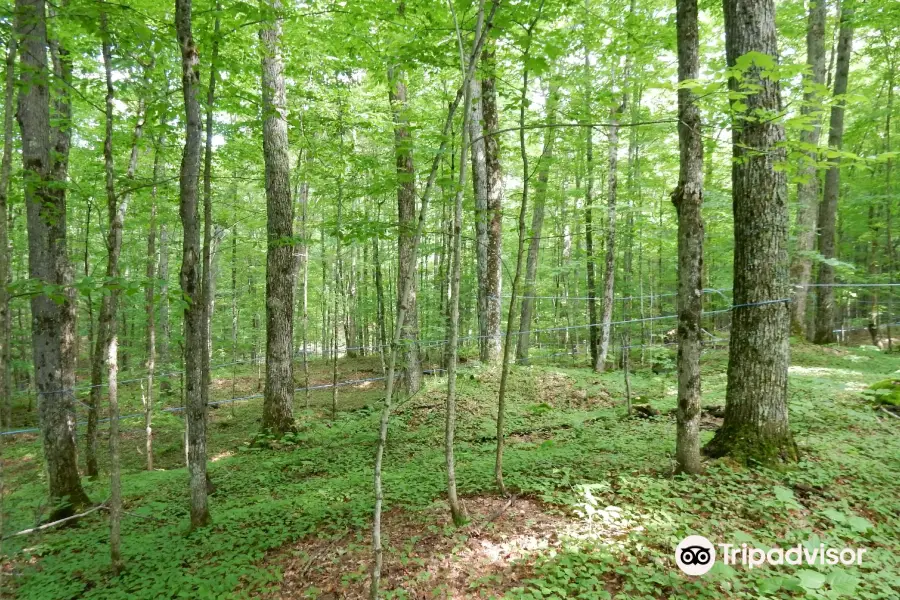 Sugarbush Hill Maple Farm