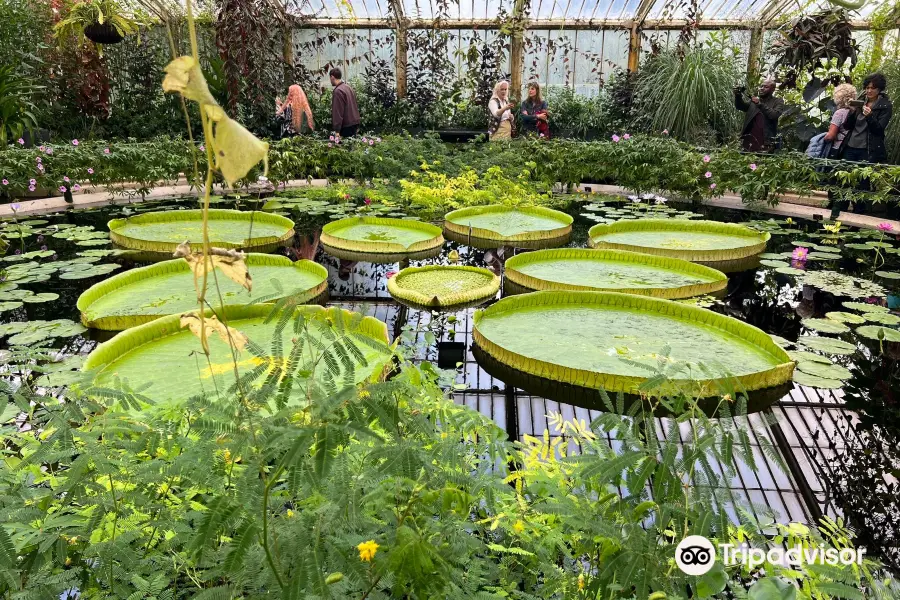 Waterlily House