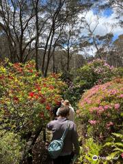 The Campbell Rododendron Gardens