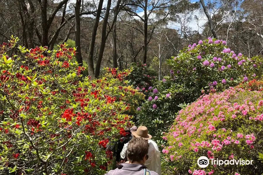 The Campbell Rododendron Gardens