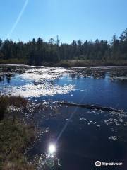 Sifton Bog