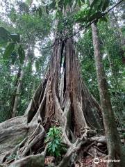 Makayuk - The Old Tree