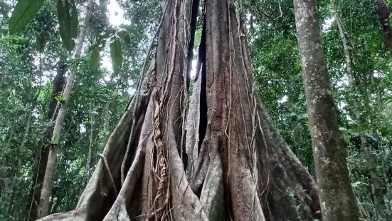 Makayuk - The Old Tree