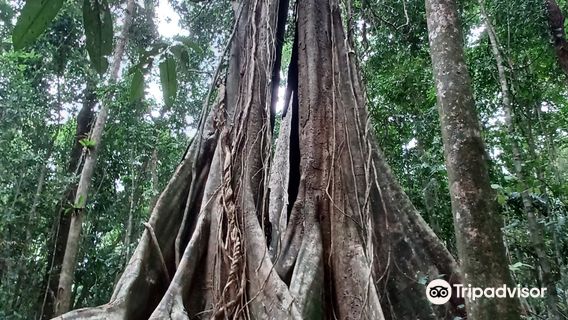 Giant Maca Tree, Koh Kood