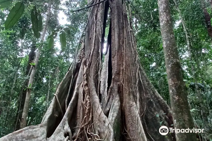 Makayuk - The Old Tree