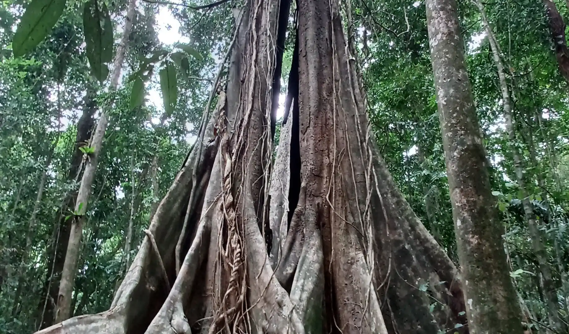 Hotels near Giant Maca Tree, Koh Kood