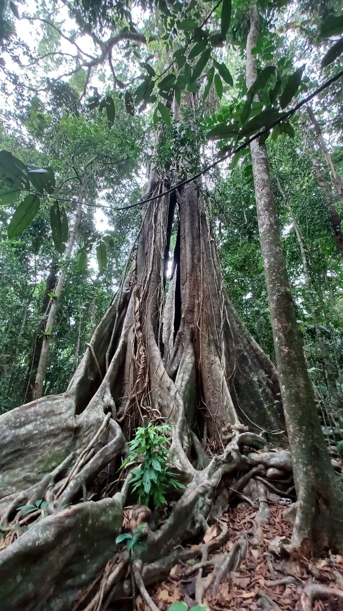 Hotels near Giant Maca Tree, Koh Kood